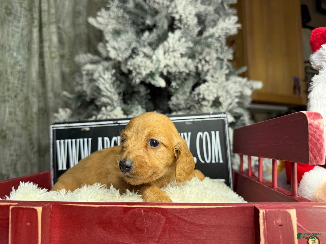 Miniature Dachshund dogs for sale: Russian red Triscuit larger - Ad 30