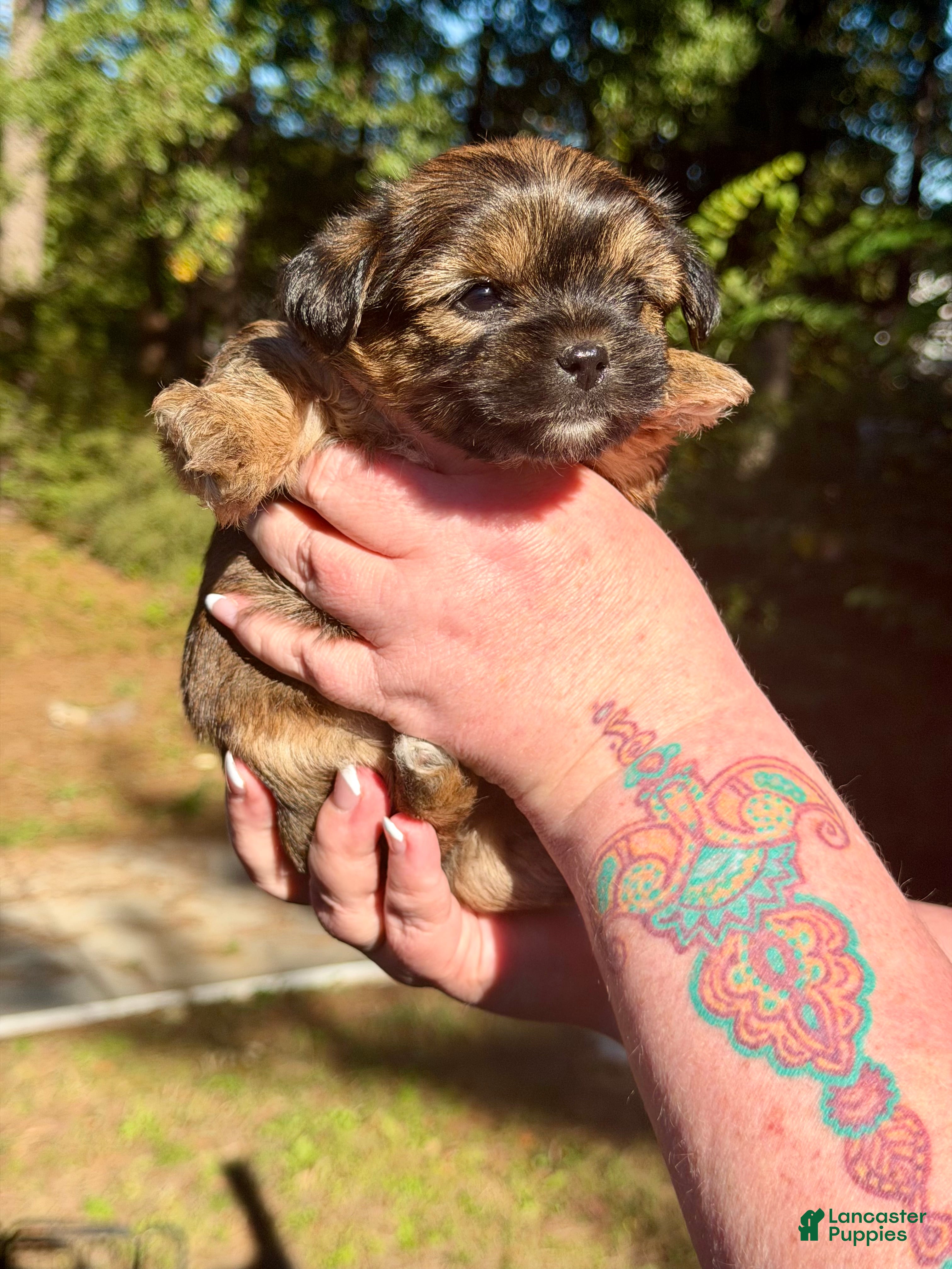 Shorkie dogs Hazel - Ad 2