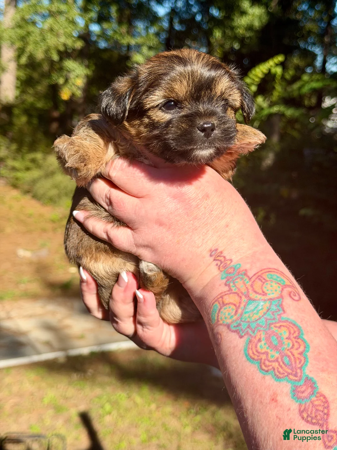 Shorkie dogs for sale: Hazel - Ad 2