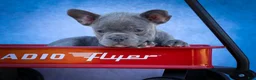 Frenchton dogs for sale: Quinn - Ad 13