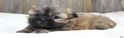 Shih Tzu dogs for sale: Bear - Ad 4