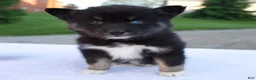 Pomsky dogs for sale: Minnie - Ad 1