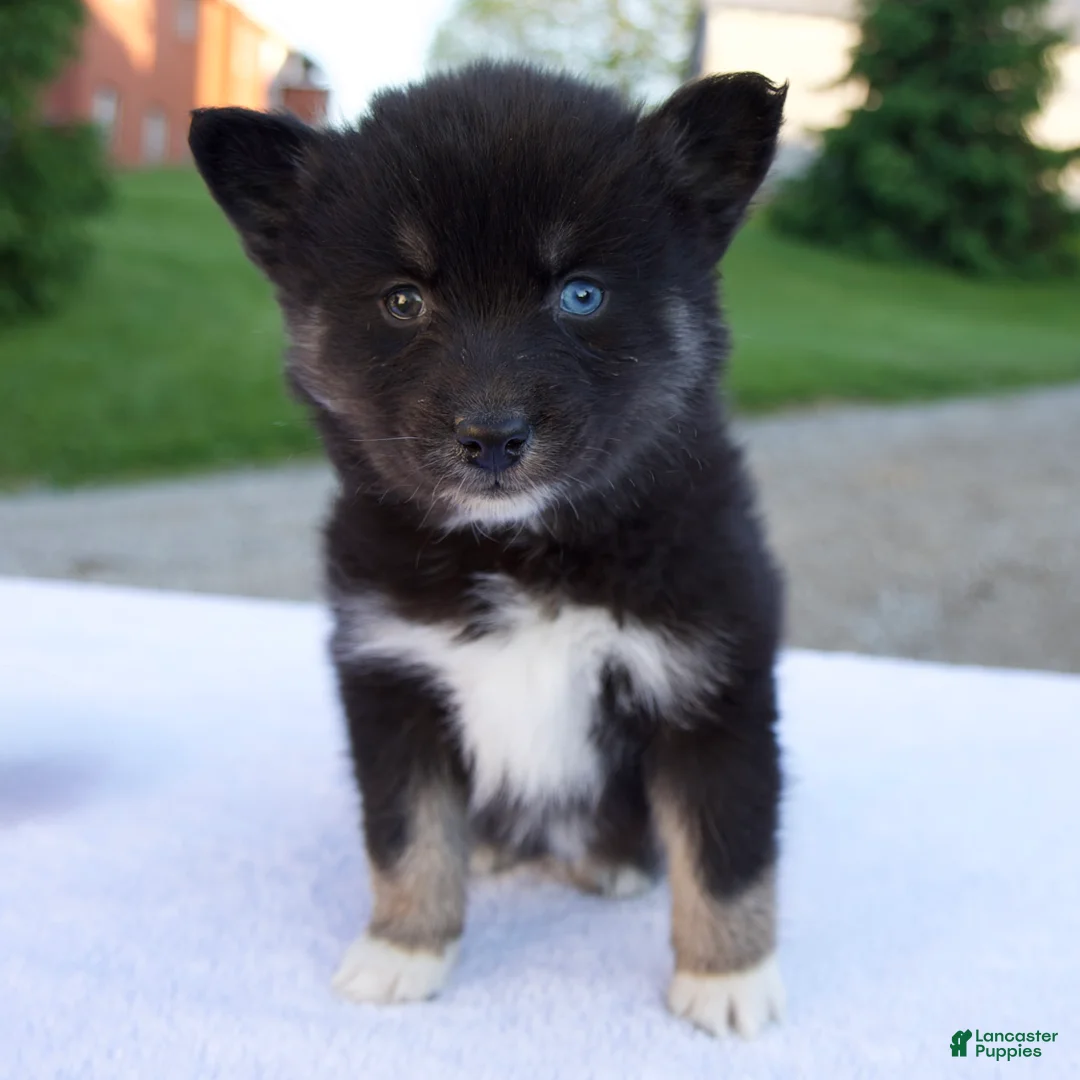 Pomsky dogs for sale: Minnie - Ad 1