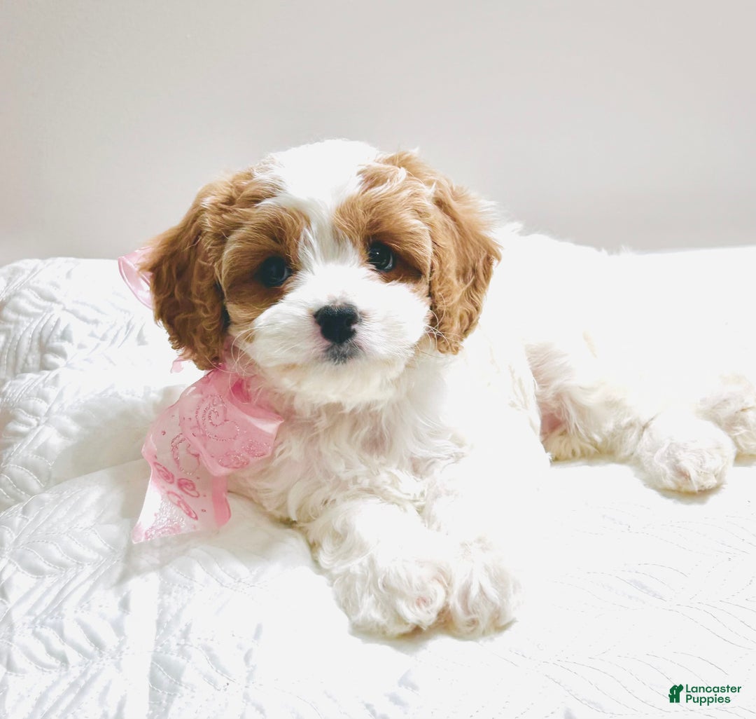 Cavapoo dogs for sale: Piper - Ad 3
