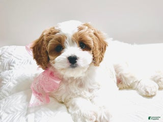 Cavapoo dogs - Ad 23