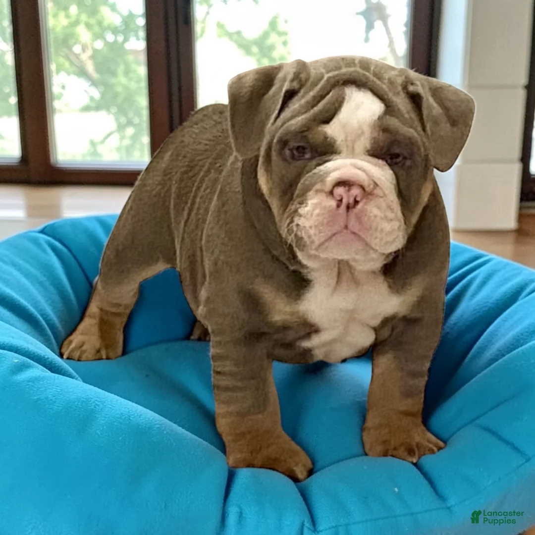 English Bulldog dogs for sale: Romeo - Ad 3