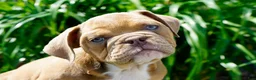 English Bulldog dogs for sale: Gucci Male  - Ad 3