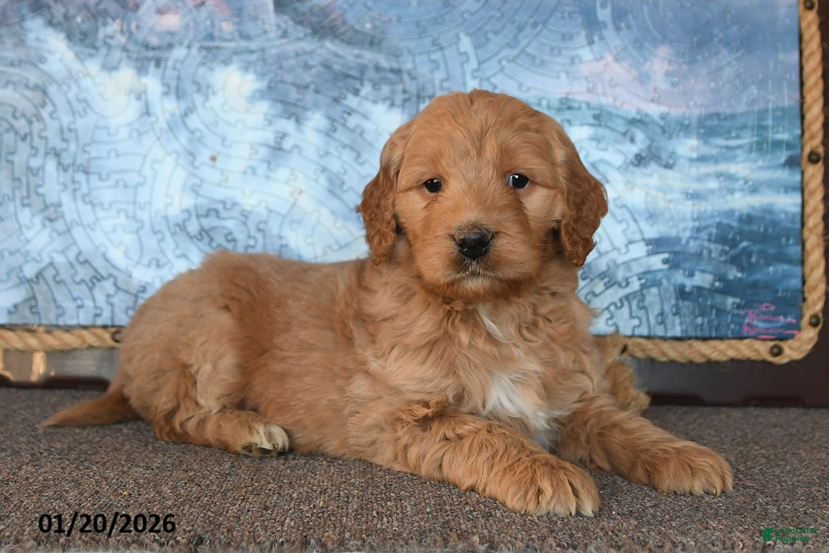 Goldendoodle dogs Paris - Ad 42