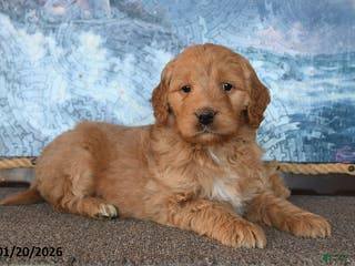 Goldendoodle dogs Paris - Ad 42