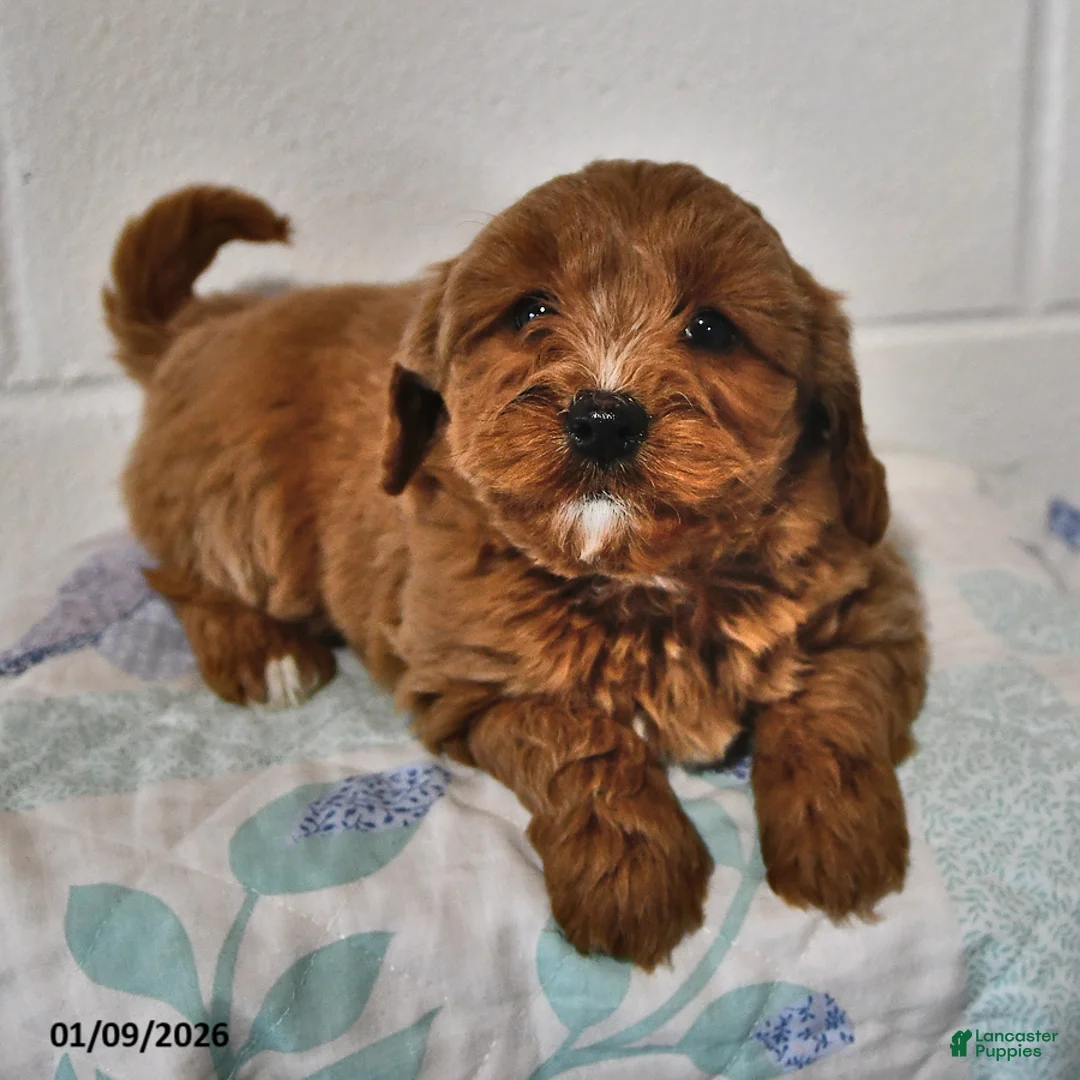 Cavapoo dogs for sale: Cookie - Ad 2