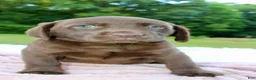 Labrador Retriever dogs for sale: Star - Ad 5