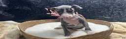 Italian Greyhound dogs for sale: Italian Greyhound 3 - Ad 6