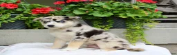 Mixed Breed dogs for sale: Lindor  - Ad 5