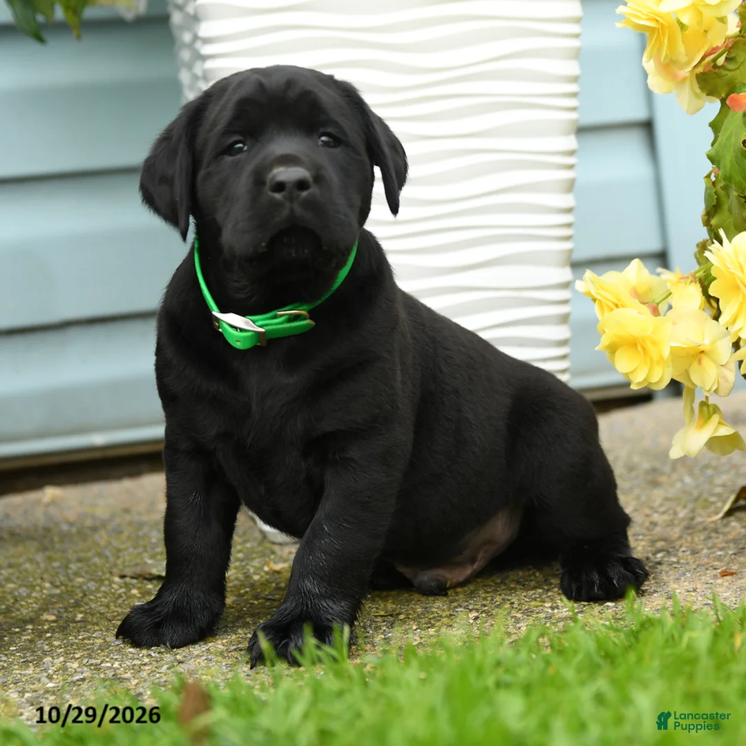 Labrador Retriever dogs for sale: Charlie - Ad 3