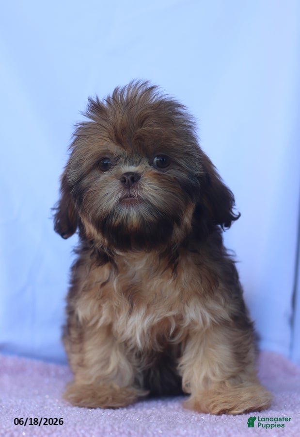 Shih Tzu dogs Natasha - Ad 1