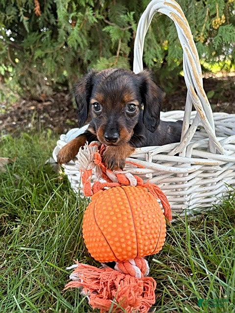 Miniature Dachshund dogs Boaz - Ad 1
