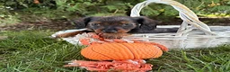 Miniature Dachshund dogs for sale: Boaz - Ad 1