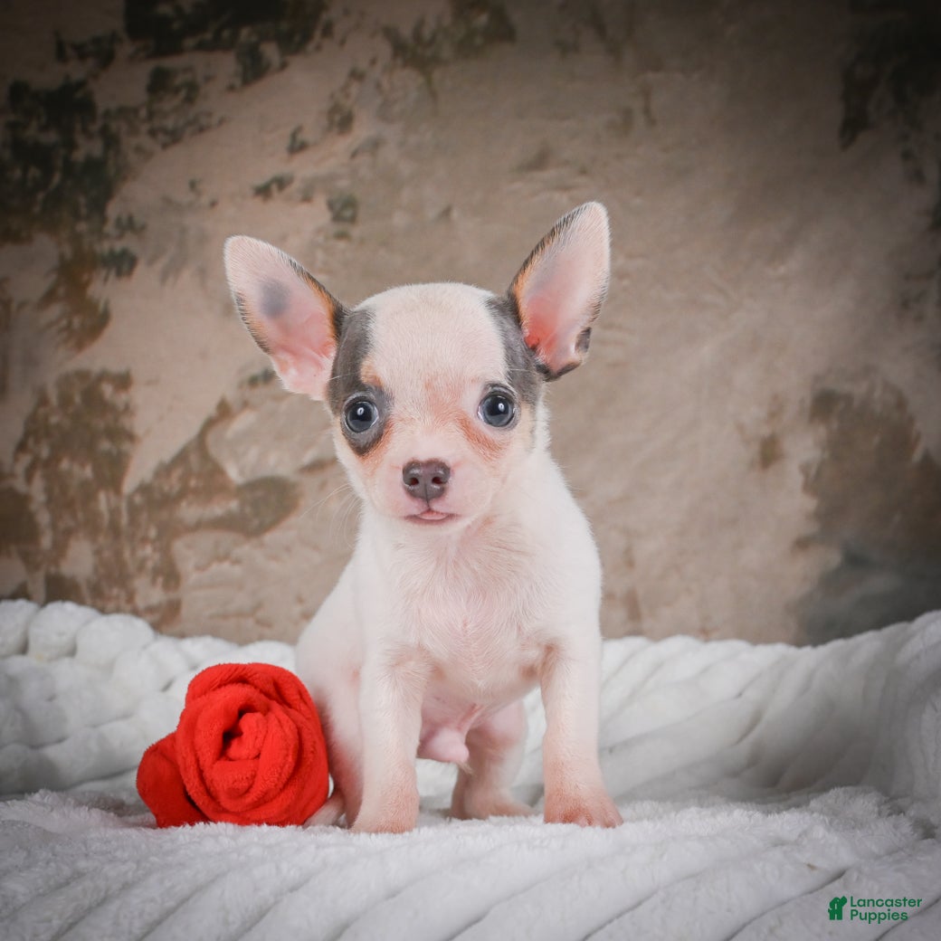 Chihuahua dogs Lane - Ad 2