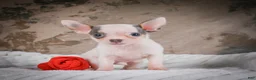 Chihuahua dogs for sale: Lane - Ad 2