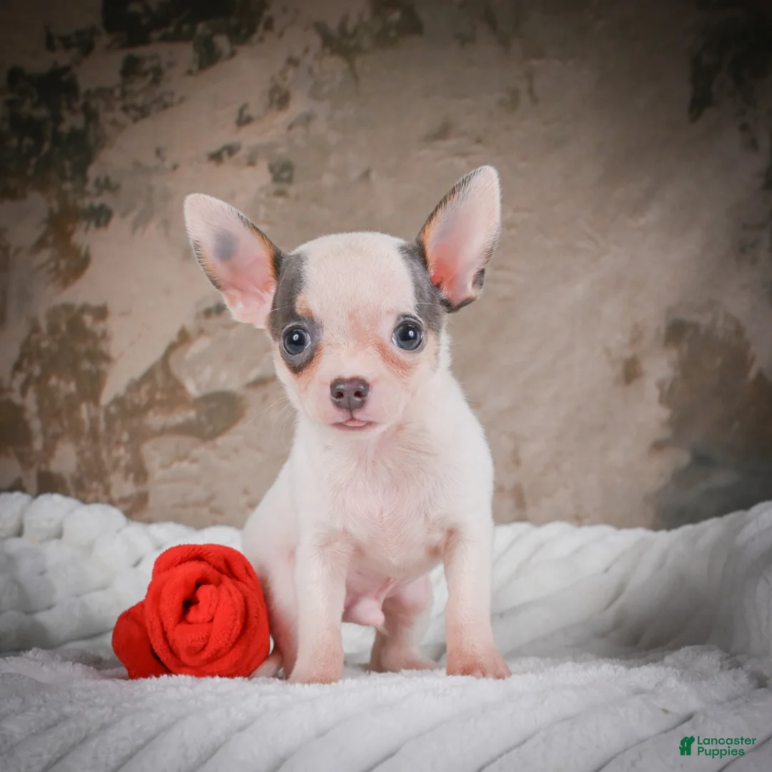 Chihuahua dogs for sale: Lane - Ad 2