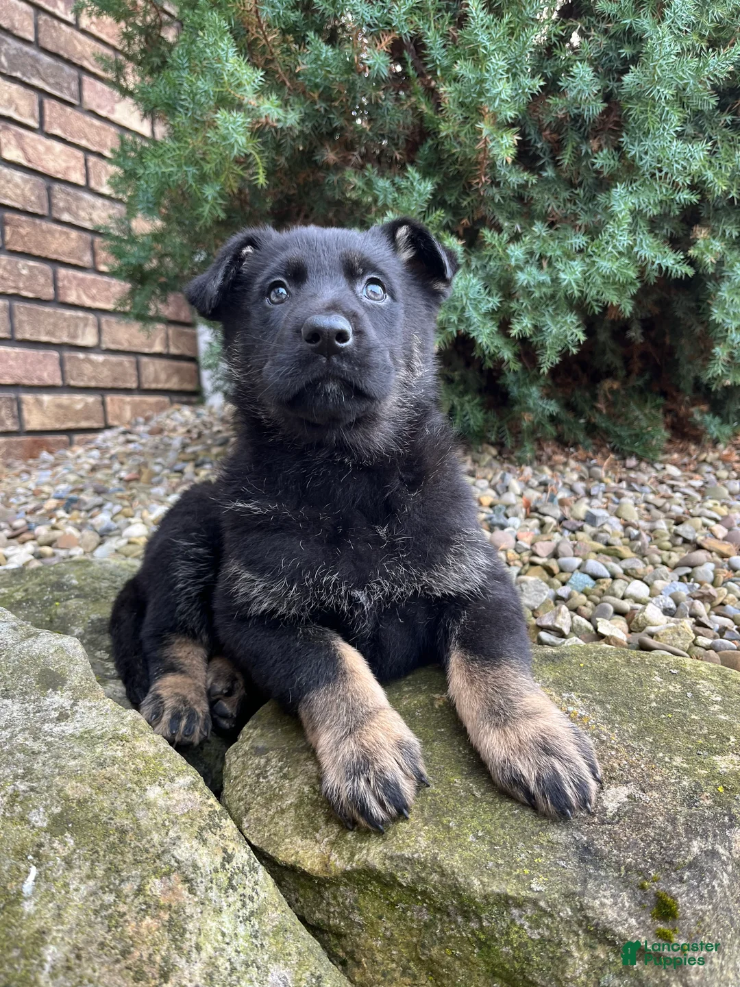 German Shepherd dogs for sale: Jayda - Ad 2