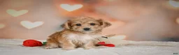 Yorkiepoo dogs for sale: Becca - Ad 6