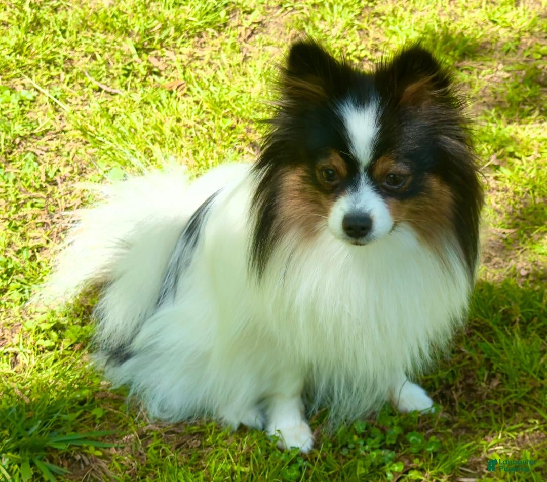Priscilla