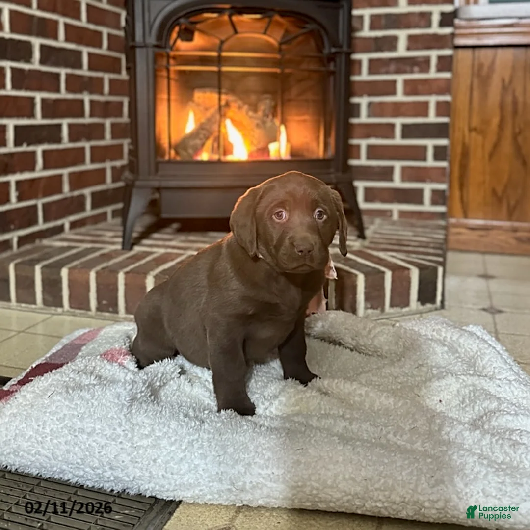 Labrador Retriever dogs for sale: Brooke - Ad 4