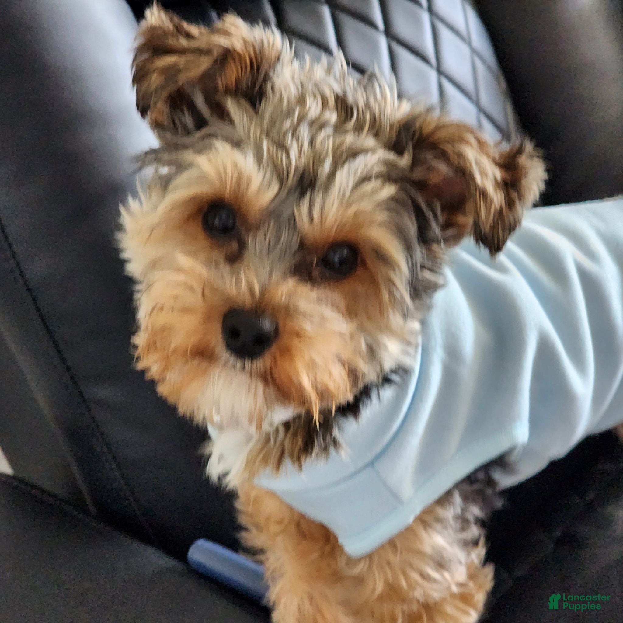 Yorkiepoo dogs for sale: Mr. Buttons - Ad 1