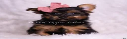 Yorkshire Terrier dogs for sale: Beauty - Ad 4