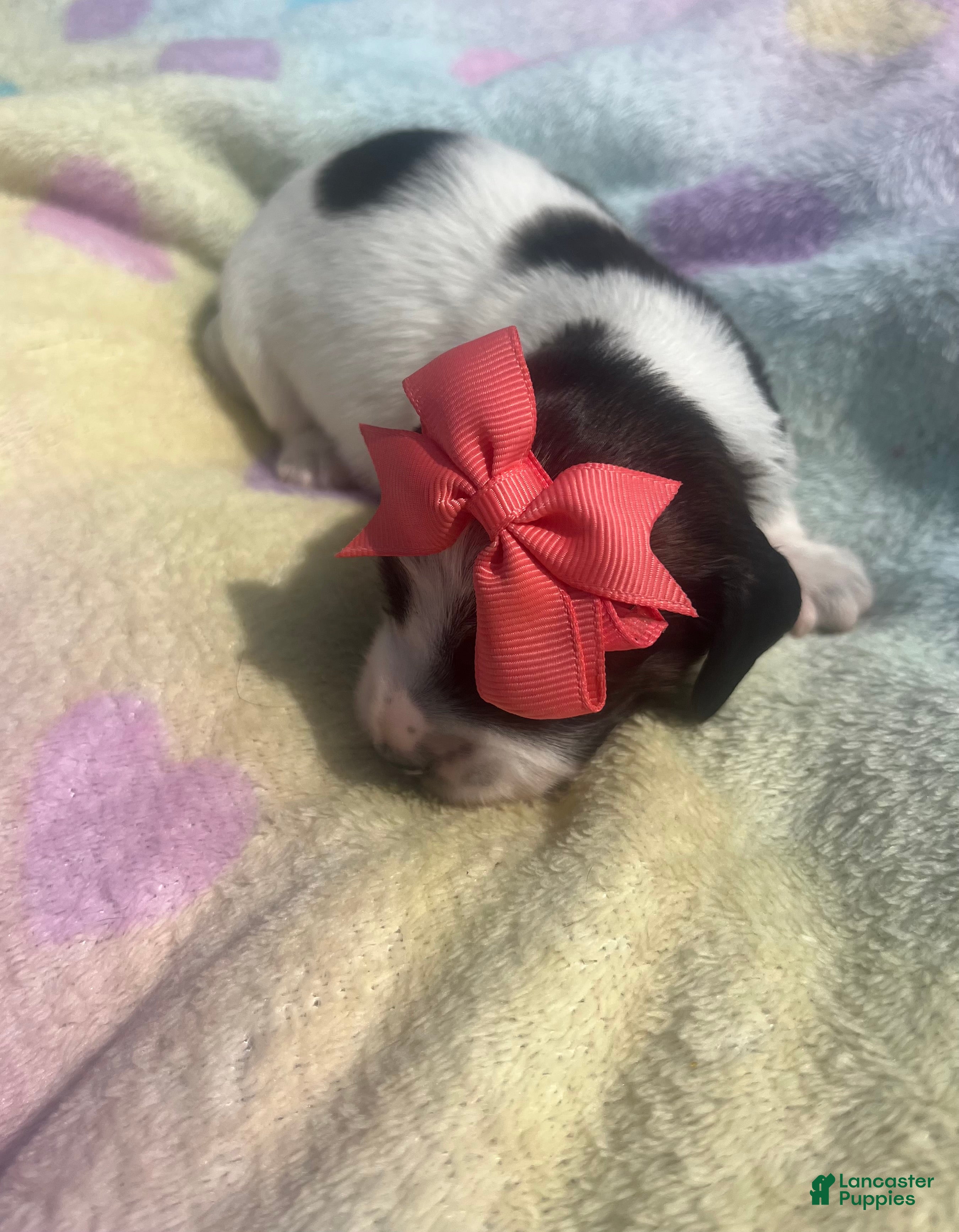 Miniature Dachshund dogs Lady - Ad 1