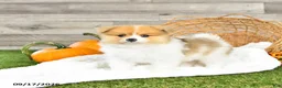 Pomeranian dogs for sale: Nolan - Ad 3