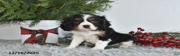 Cavalier King Charles Spaniel dogs for sale: Nicholas - Ad 4
