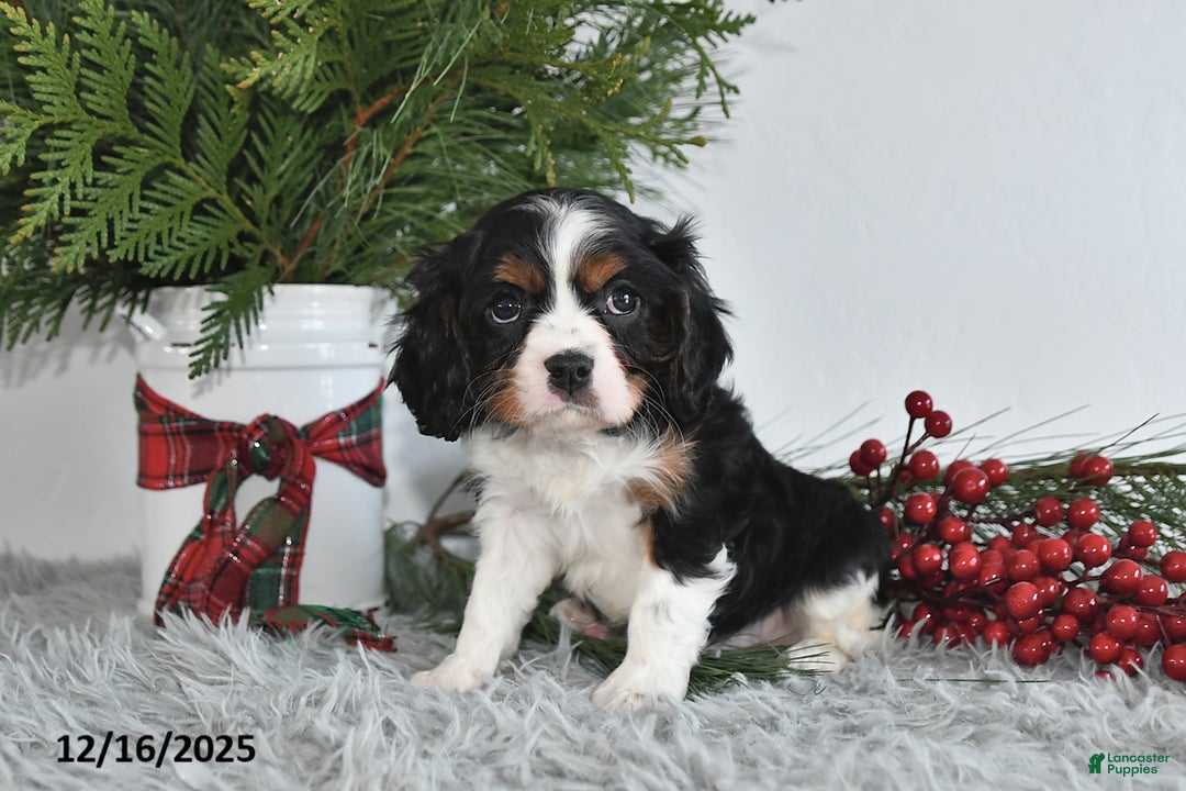 Cavalier King Charles Spaniel dogs for sale: Nicholas - Ad 4