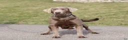 Labrador Retriever dogs for sale: Smoke - Ad 9