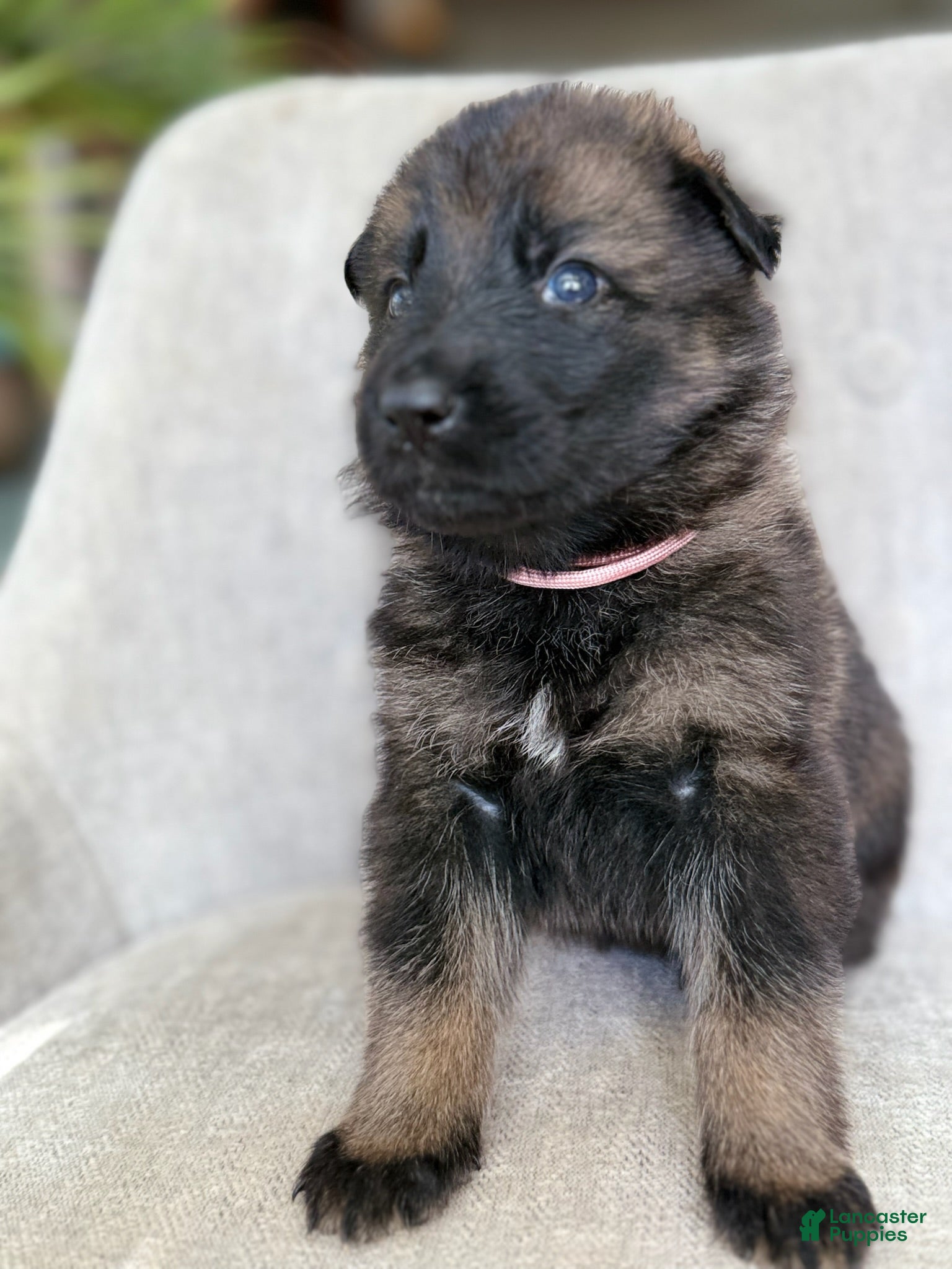 German Shepherd dogs German Shepherd Puppy Clover - Ad 5