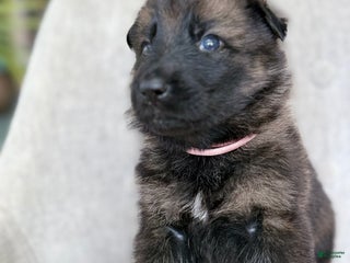 German Shepherd dogs German Shepherd Puppy Clover - Ad 10