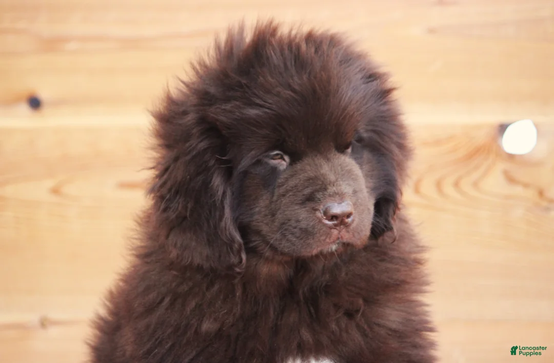 Newfoundland dogs for sale: Pansy  - Ad 4