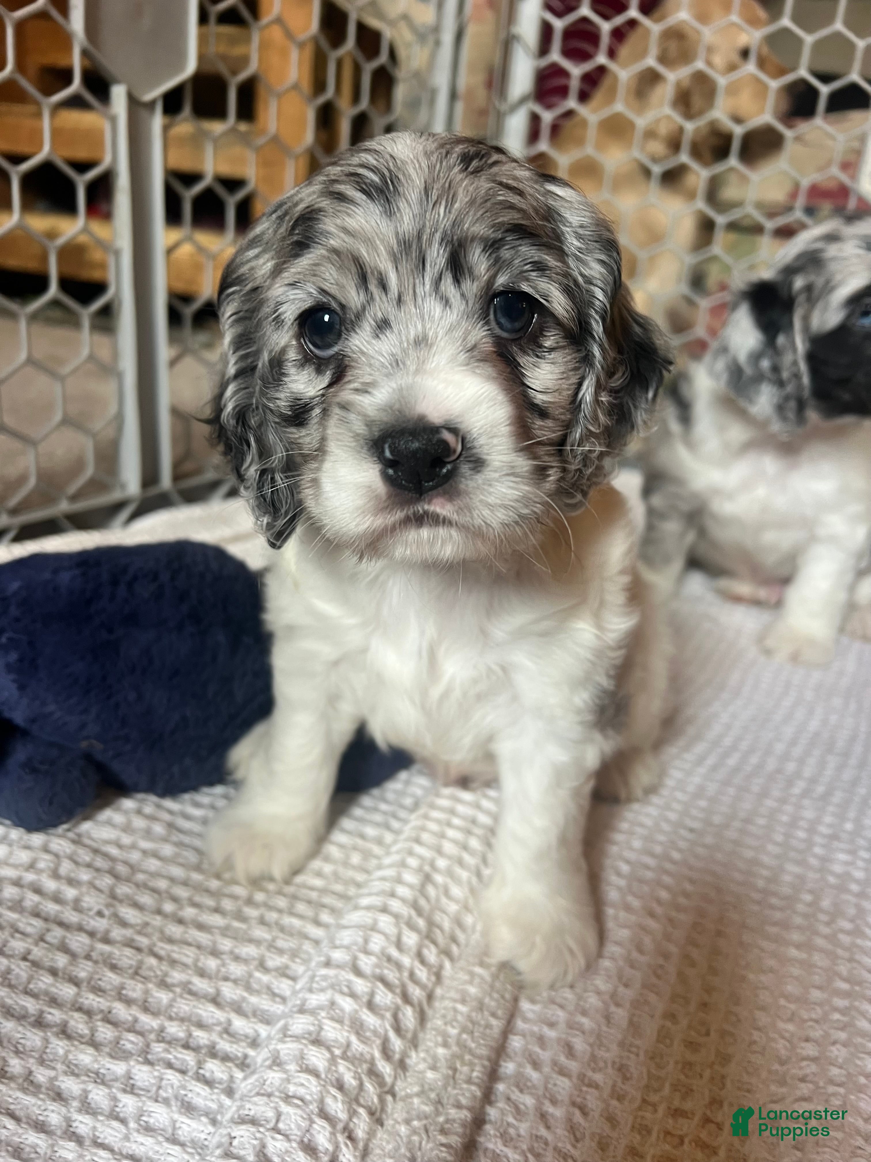 Cocker Spaniel dogs Sven - Ad 33