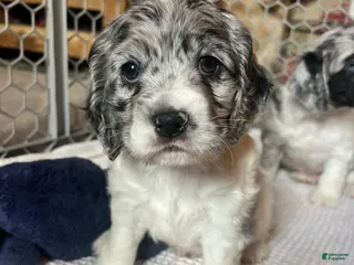 Cocker Spaniel dogs Sven - Ad 33