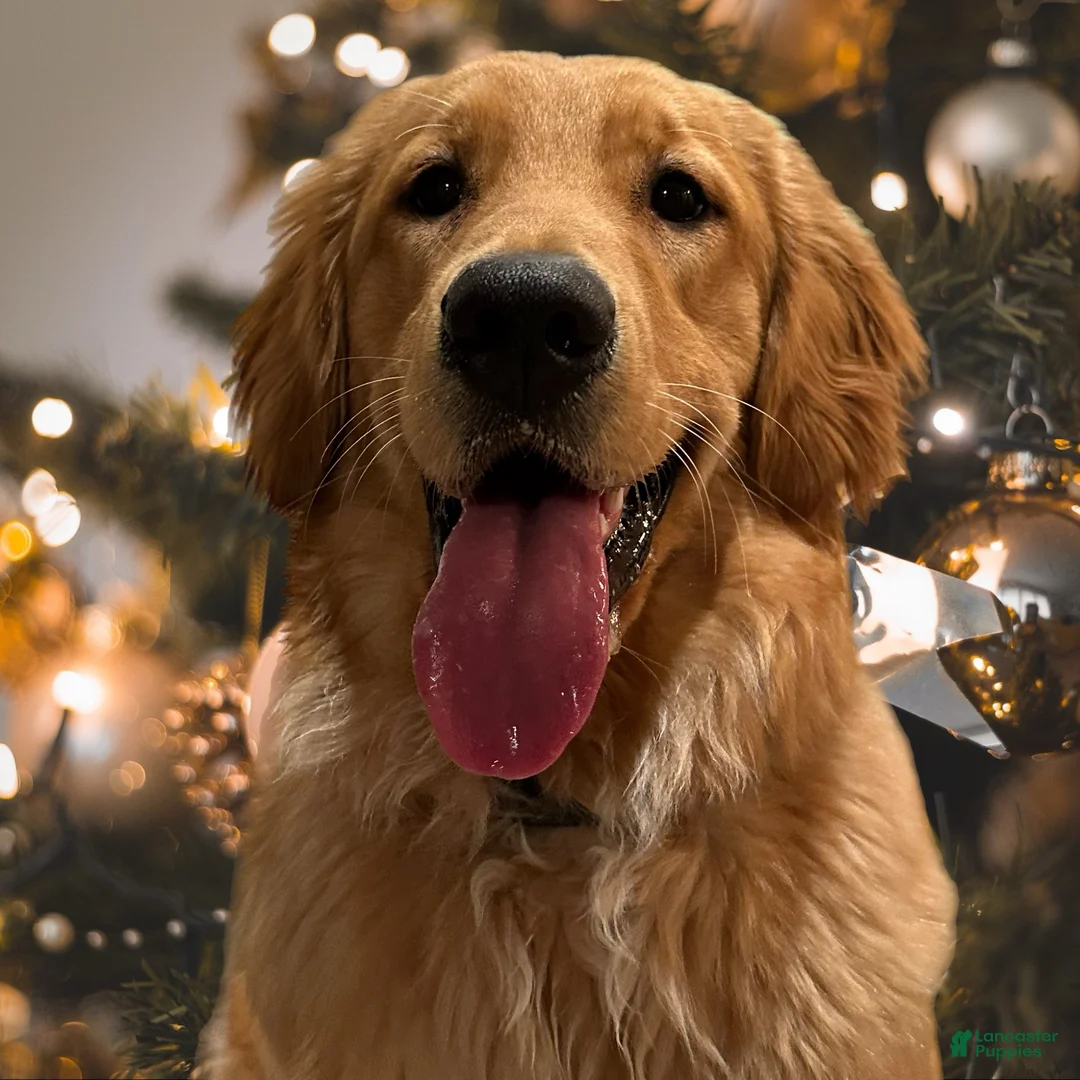 Goldendoodle dogs for sale: Snowball - Ad 2