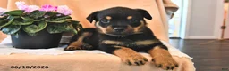 Rottweiler dogs for sale: Bella    - Ad 2