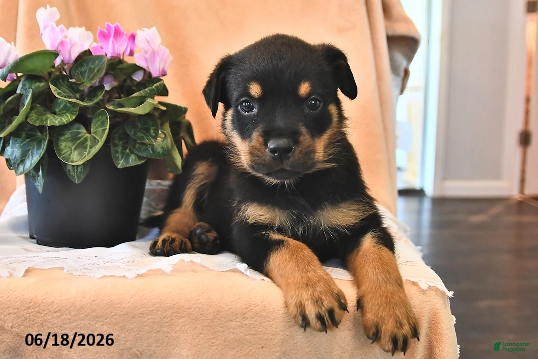 Rottweiler dogs for sale: Bella    - Ad 2