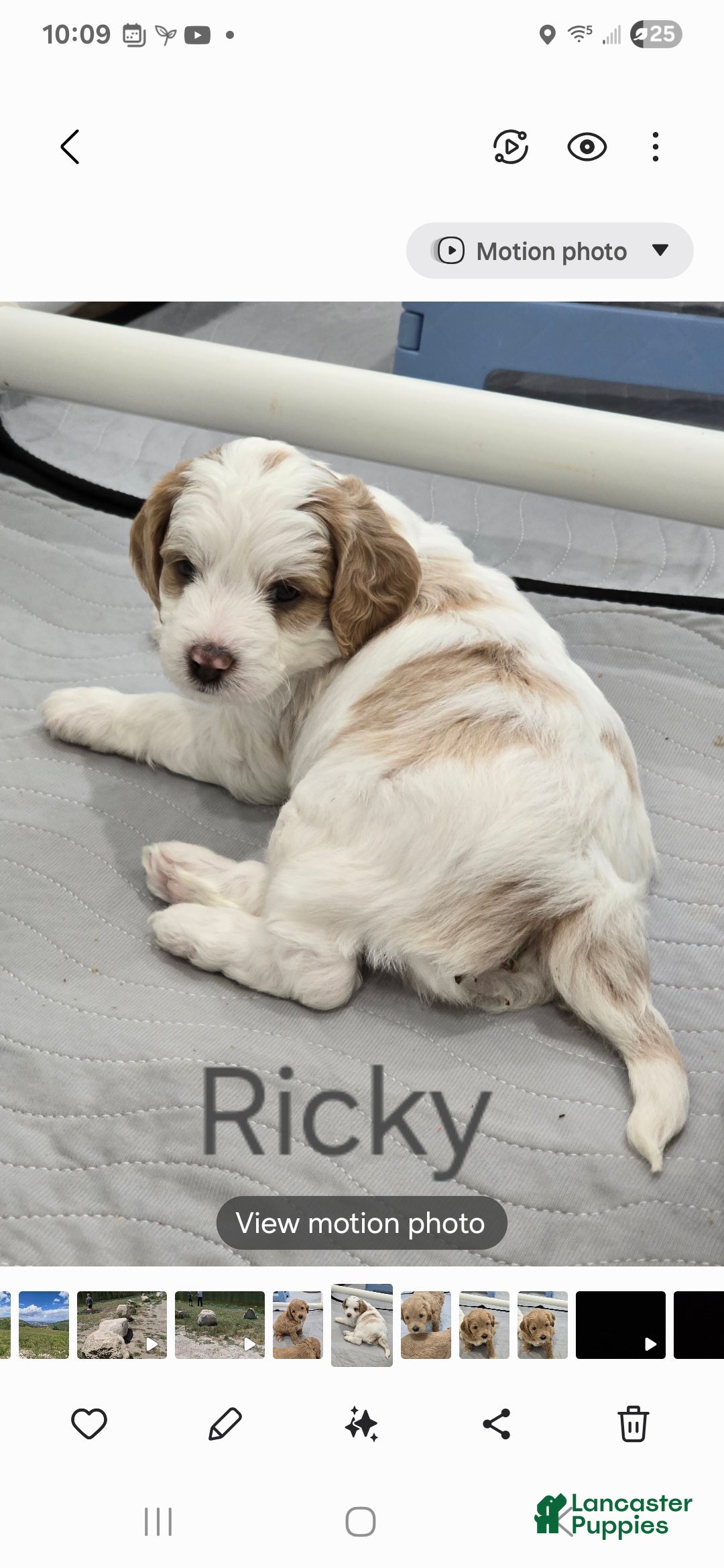 Goldendoodle dogs Ricky - Ad 11