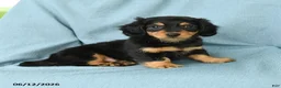 Miniature Dachshund dogs for sale: Oscar - Ad 4