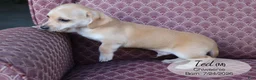 Chiweenie dogs for sale: Ted - Ad 4