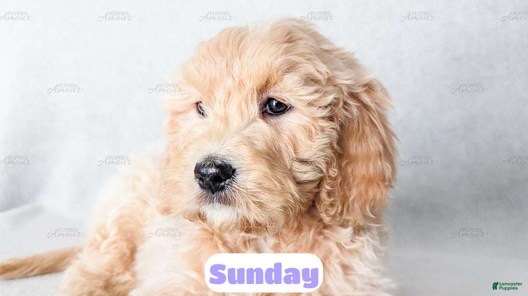 Goldendoodle dogs for sale: Sunday - Ad 9