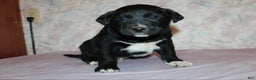 Goldador dogs for sale: Pepper - Ad 5