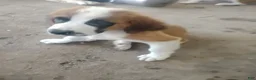 Saint Bernard dogs for sale: Saint Bernard 3 - Ad 2