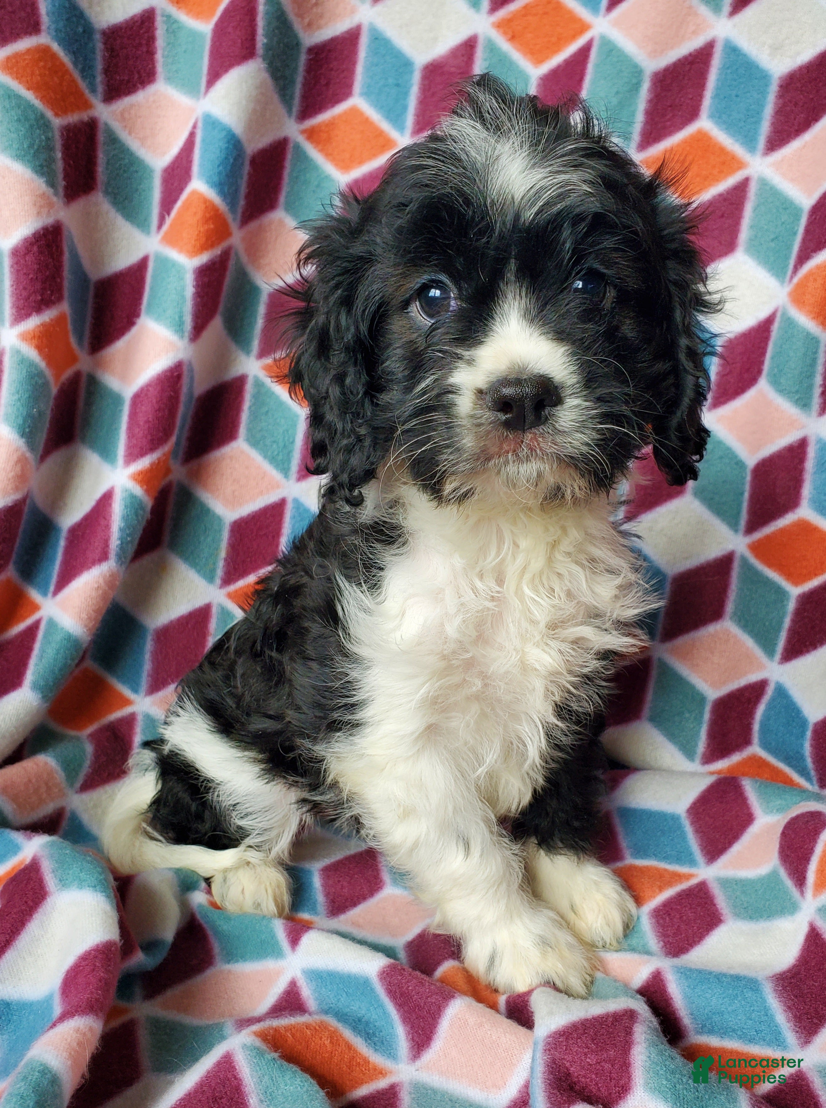 Cavapoo dogs Dutton - Ad 2